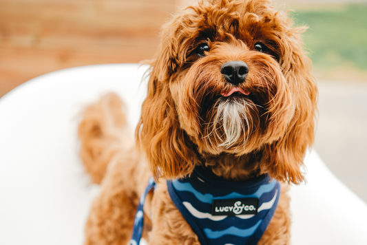 What You Need to Know About Taking Your Dog to Breweries