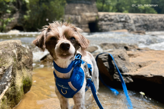 What Pet Parents Should Know About Blue Green Algae