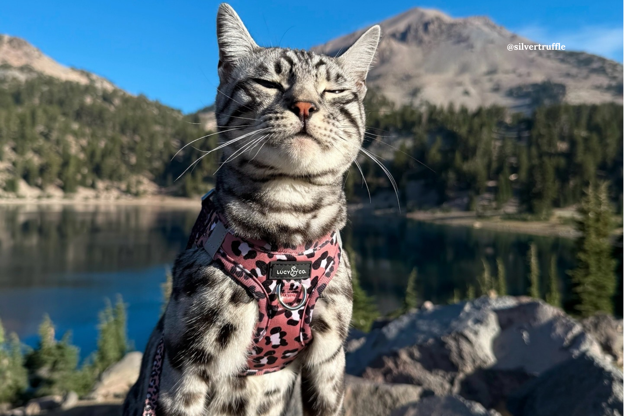 Photo inspiration: Why Do Cats Need Harnesses The Benefits Of Walking Your Photo Inspiration