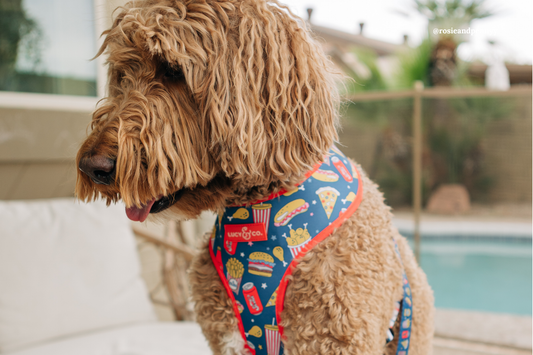 Backyard BBQs & Pup Etiquette: How to Include Your Dog in the Holiday Fun 🇺🇸🌭🐾