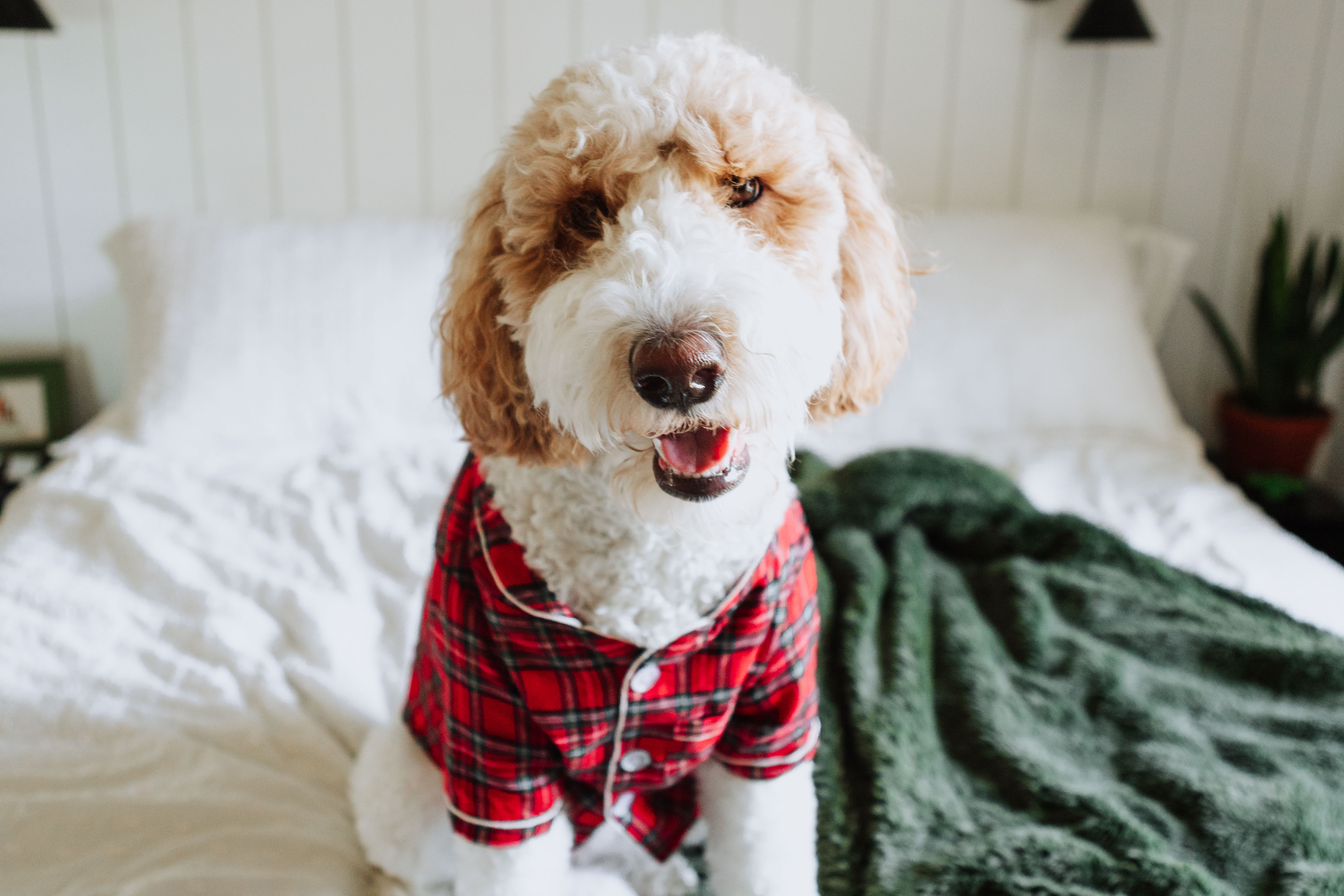 2025 Holiday Dog Outfits & Christmas Walk Gear | Lucy & Co. 2025 Holiday Dog Outfits & Christmas Walk Gear | Lucy & Co.