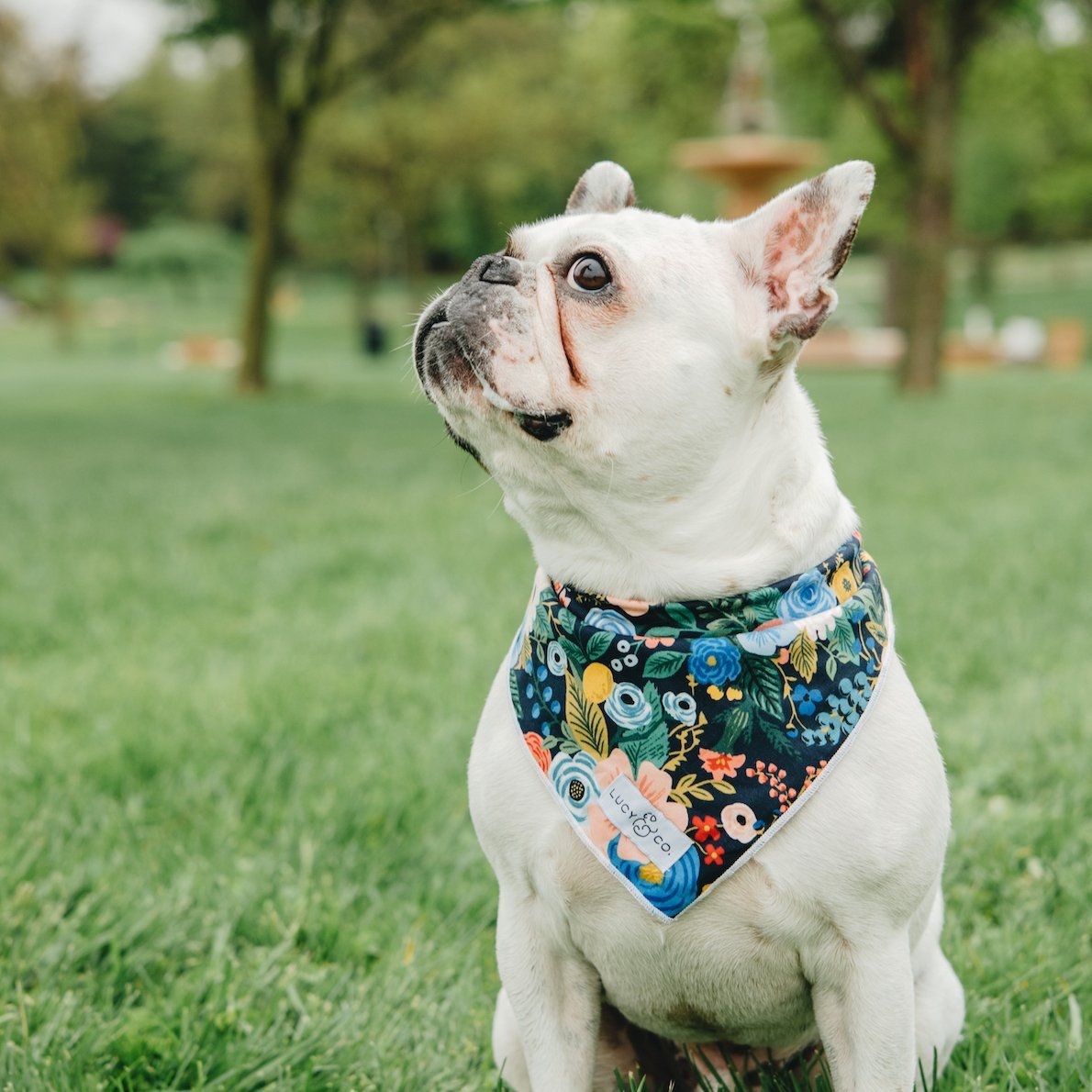 LOVE Louisville Dog Bandana Louisville Dog Collar With Scarf 