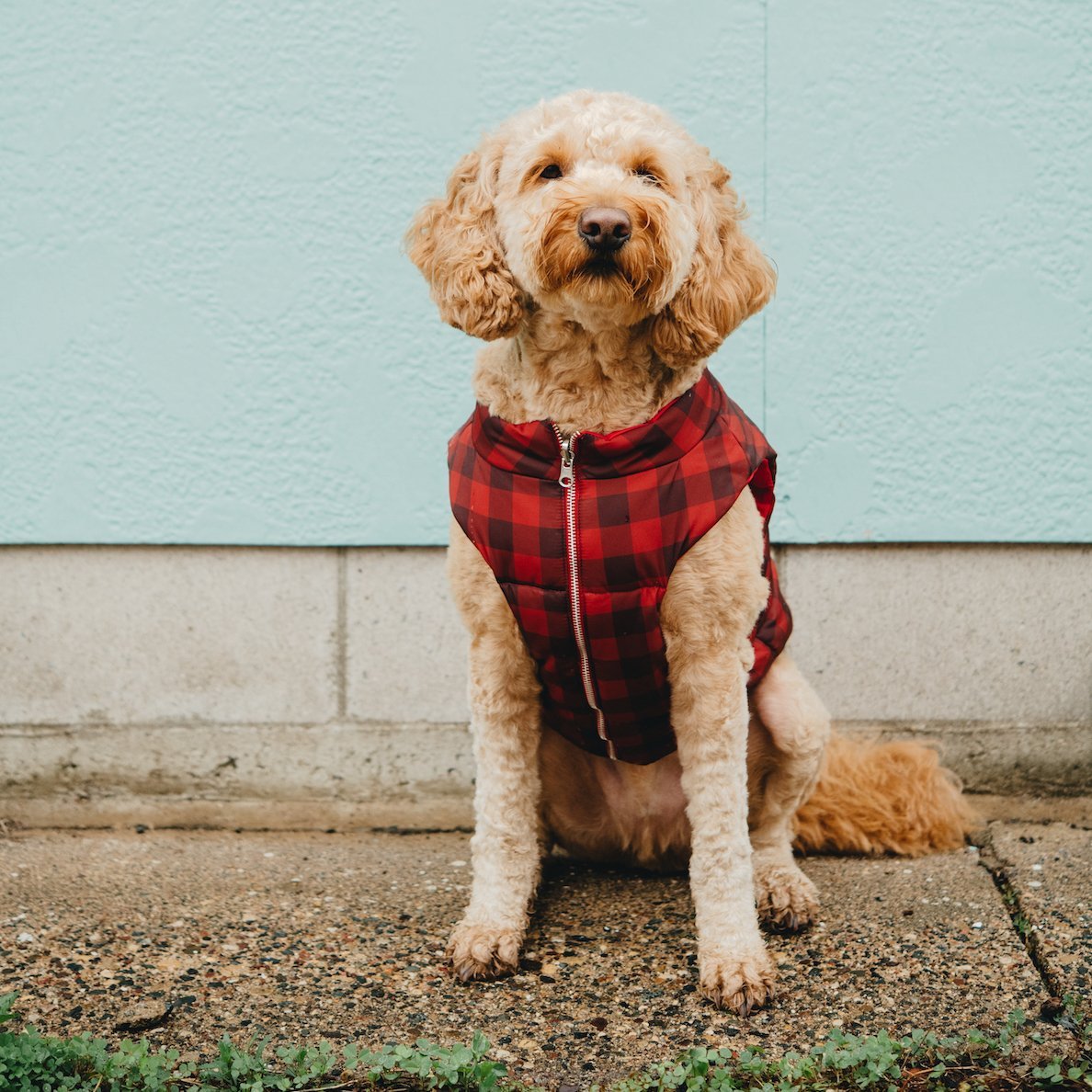 Louis Pup Reversible Fluffy Vest, Paws Circle