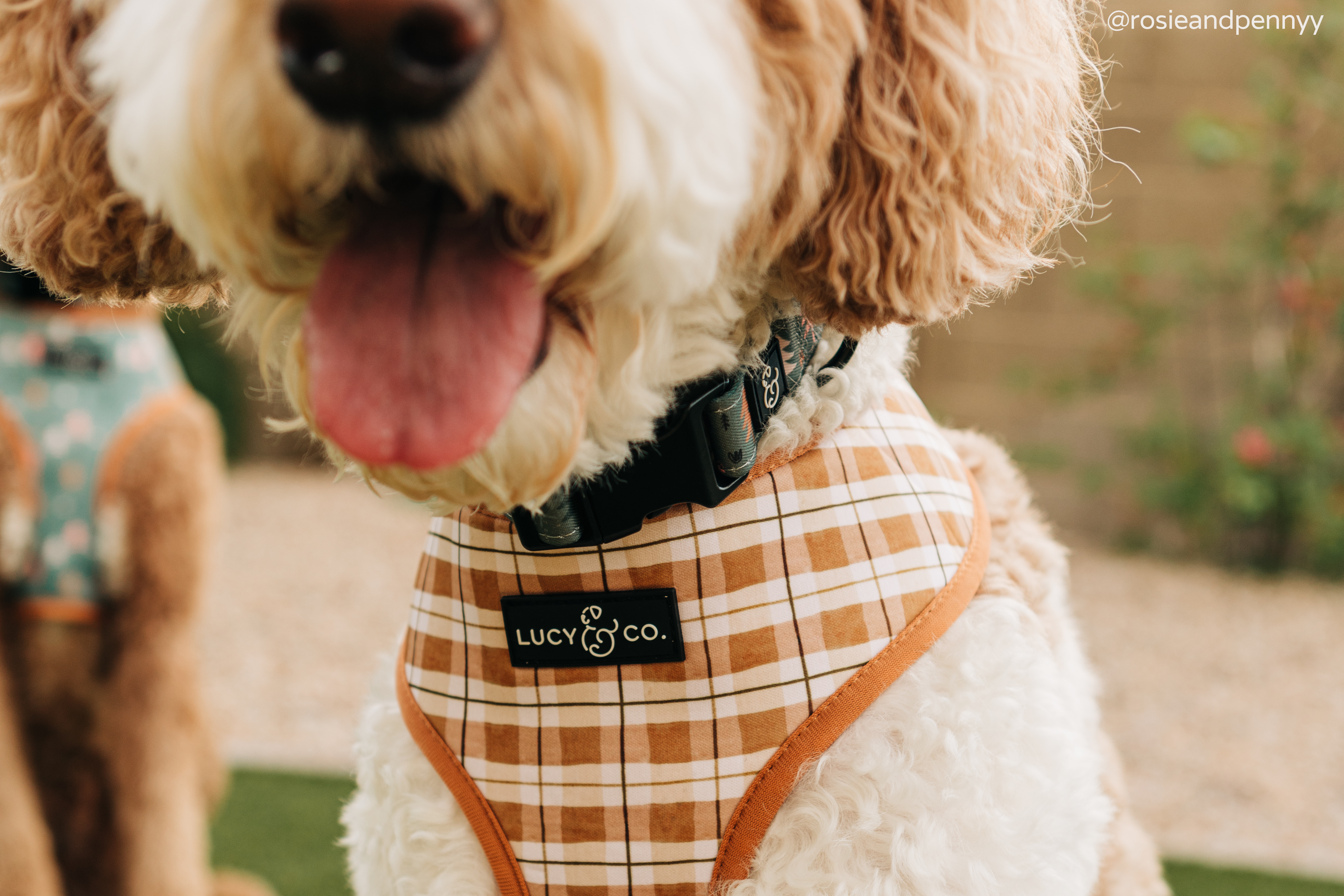 Lucy & Co. Fall Collection Stylish, Cozy Gear for Your Dog Lucy & Co. Fall Collection Stylish, Cozy Gear for Your Dog