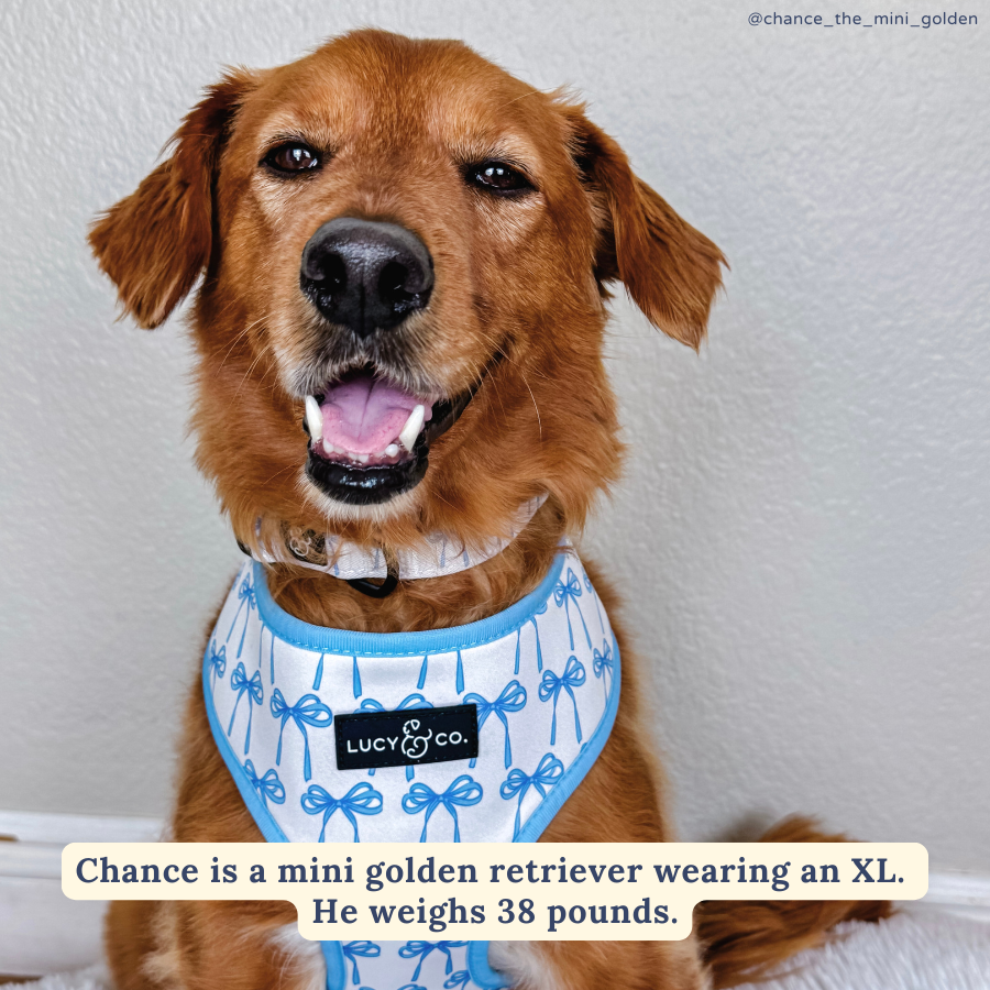 Bowwow Wow! Reversible Harness