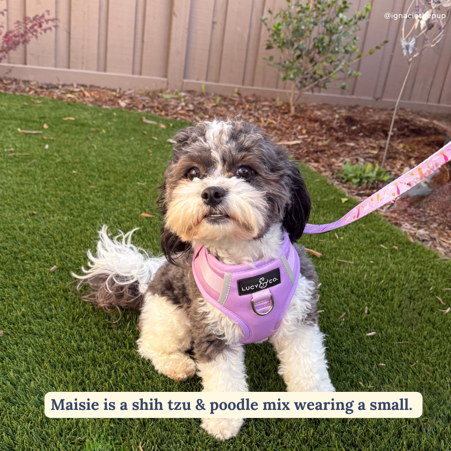 Bouquet No-Pull Harness