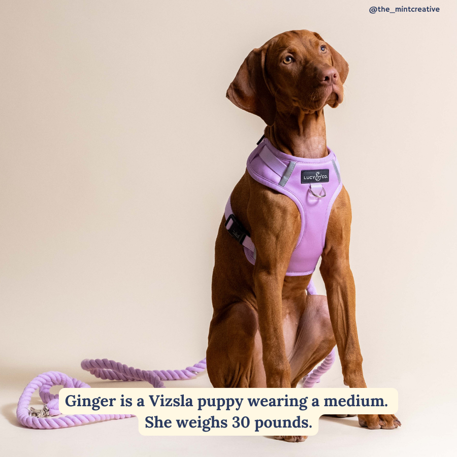 Bouquet No-Pull Harness