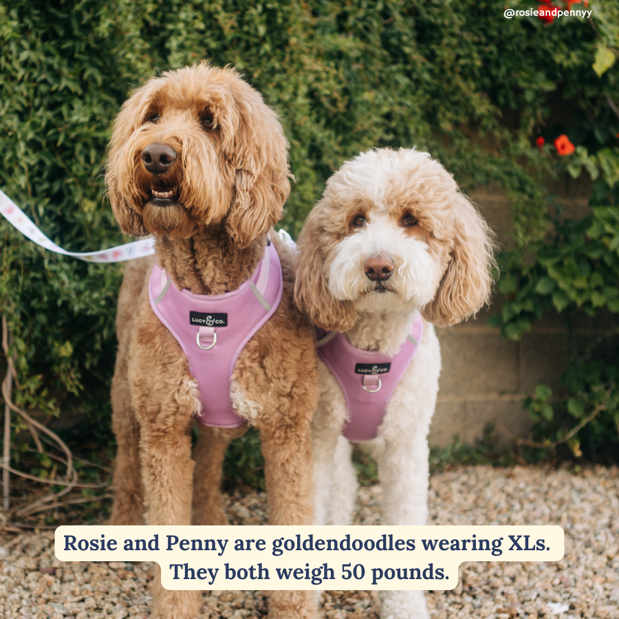 Bouquet No-Pull Harness