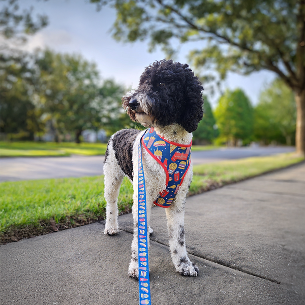 Cute Poodle Wearing Fast Food Harness and Leash