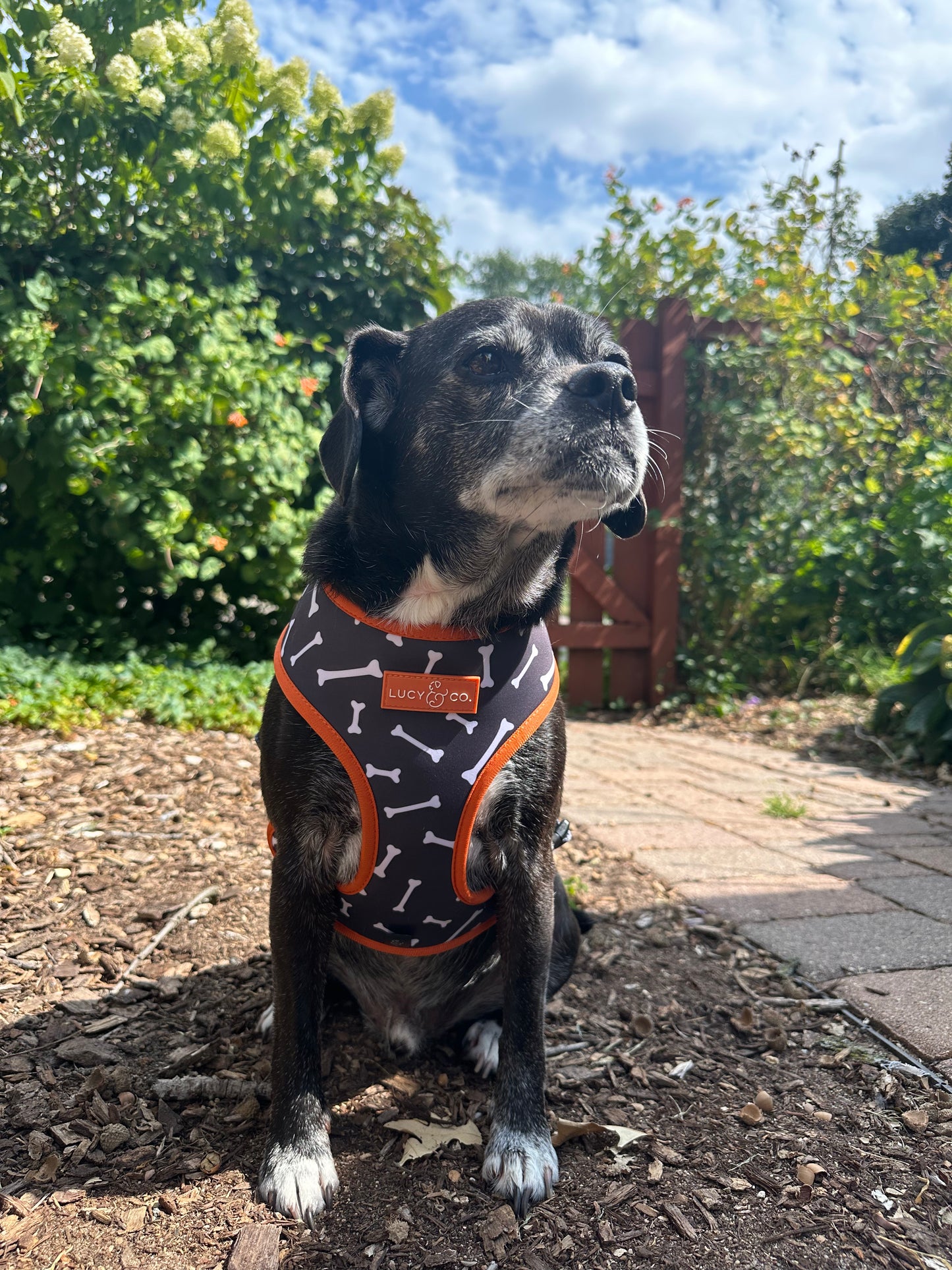 The Boo Thang Reversible Harness