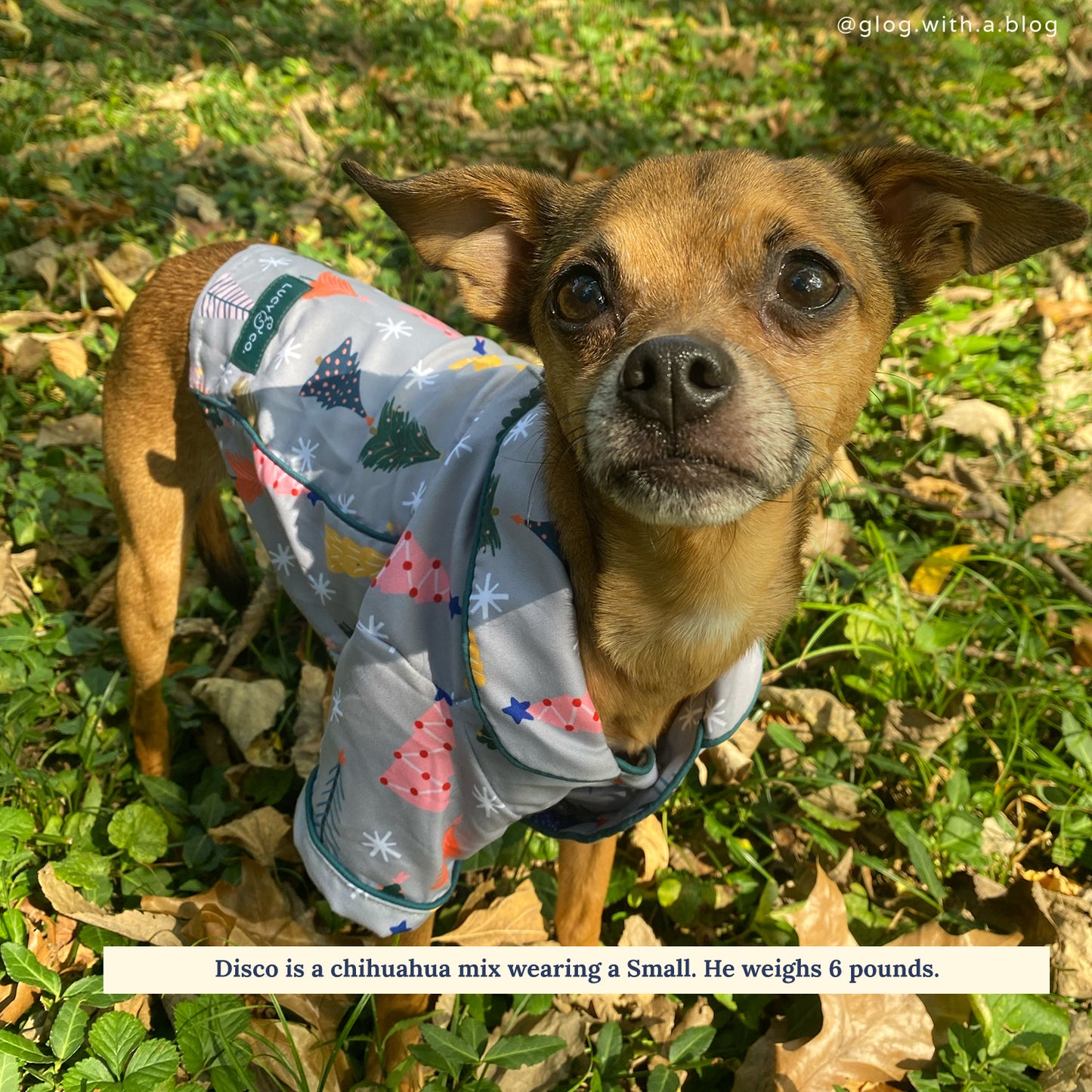 Limited Edition! The Tree-mendous Pajamas + Human Eye Pillow