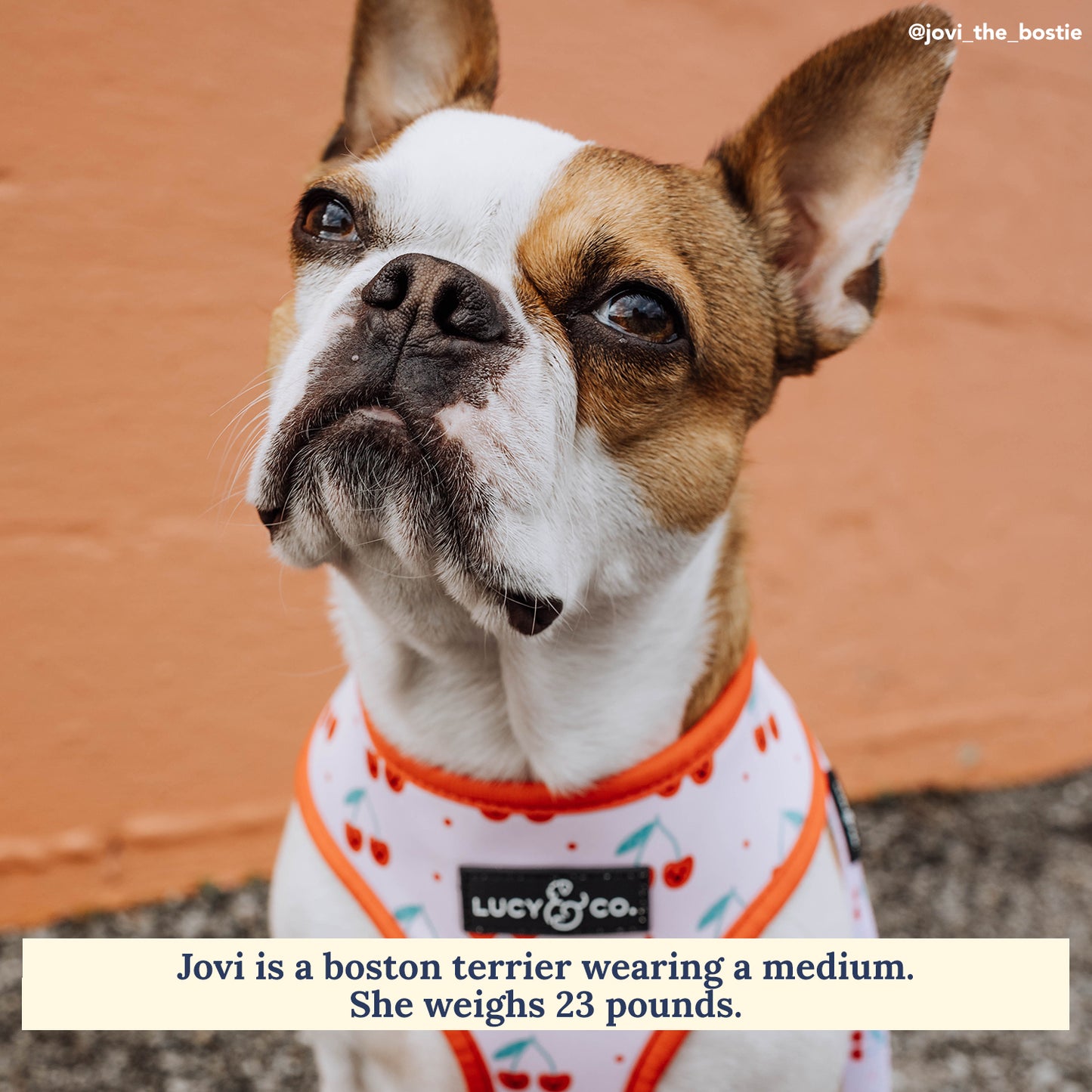 Cheery Cherries Reversible Harness