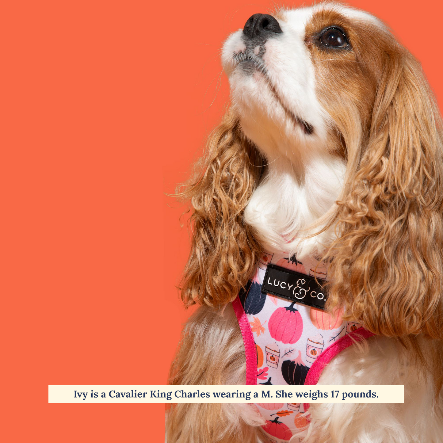 The Falling for You Reversible Harness