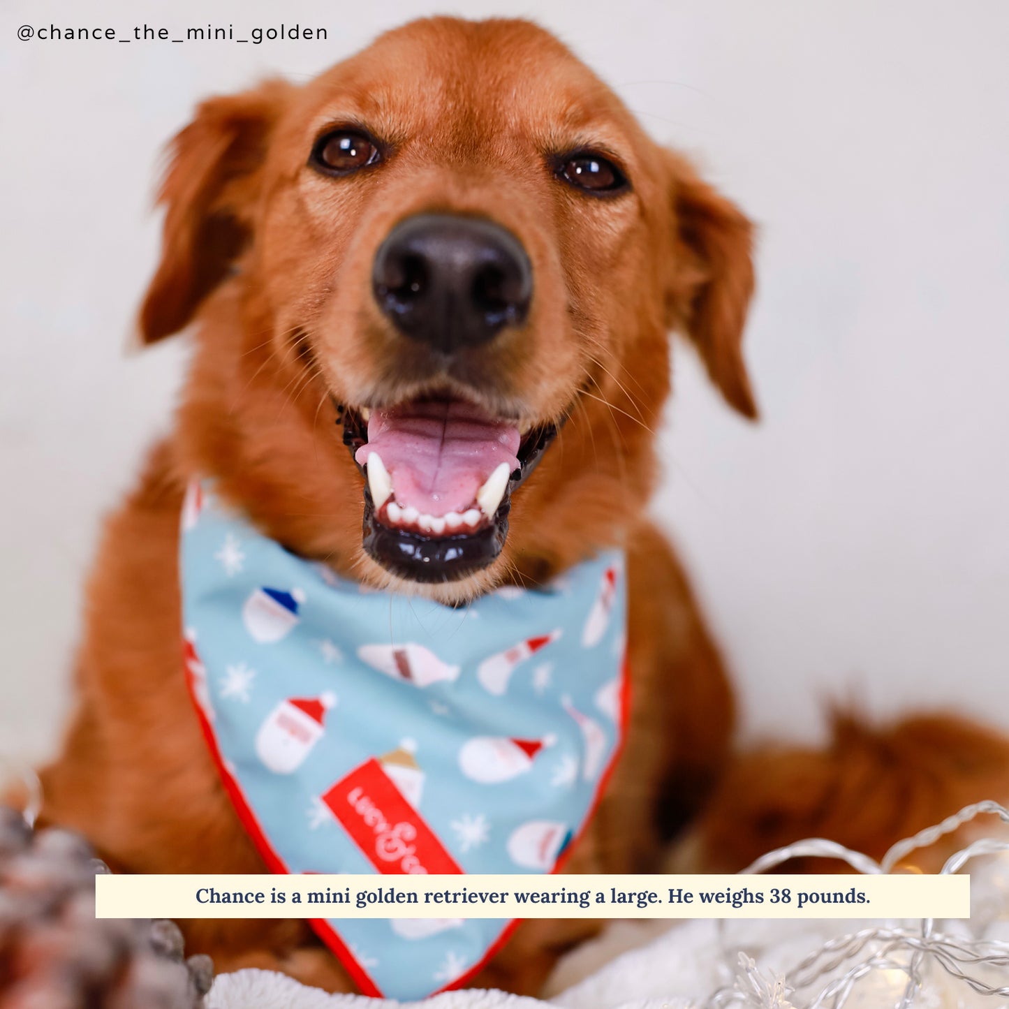 Limited Edition! The Merry & Bright Bandana