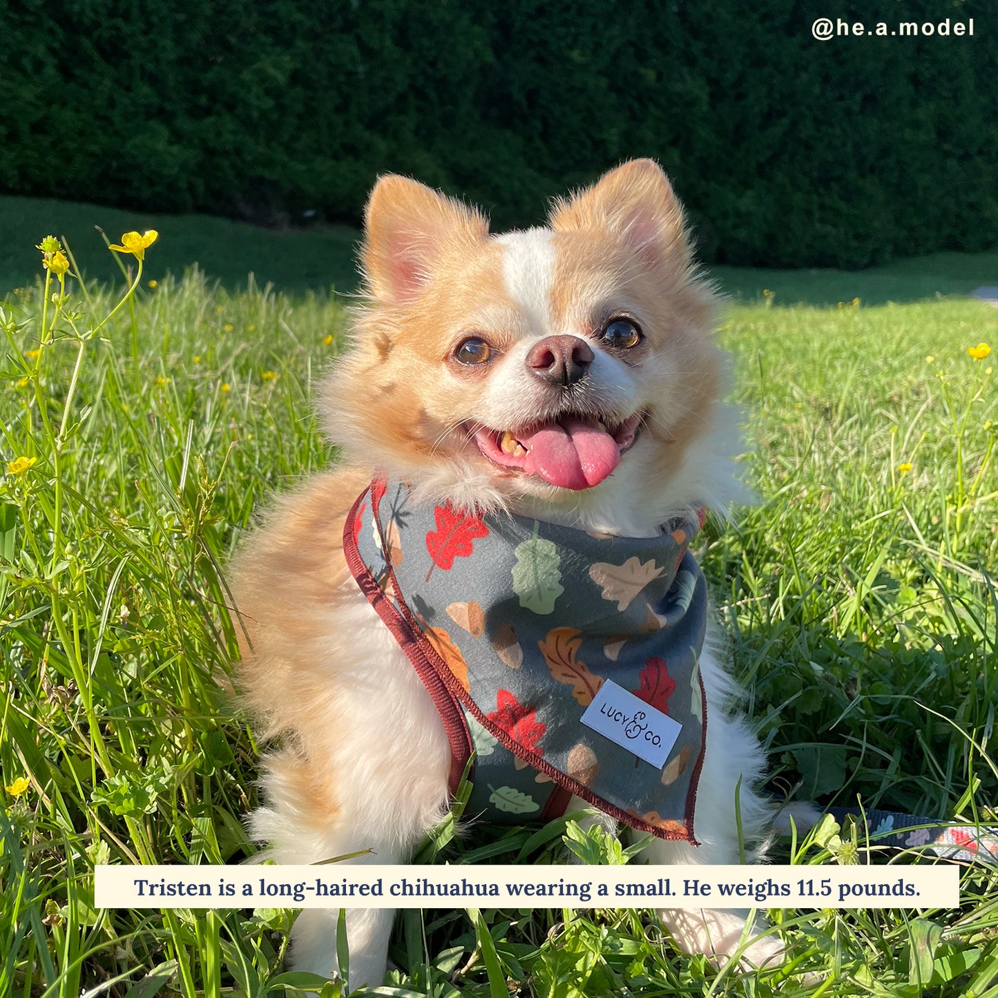 The Unbeleafable Bandana