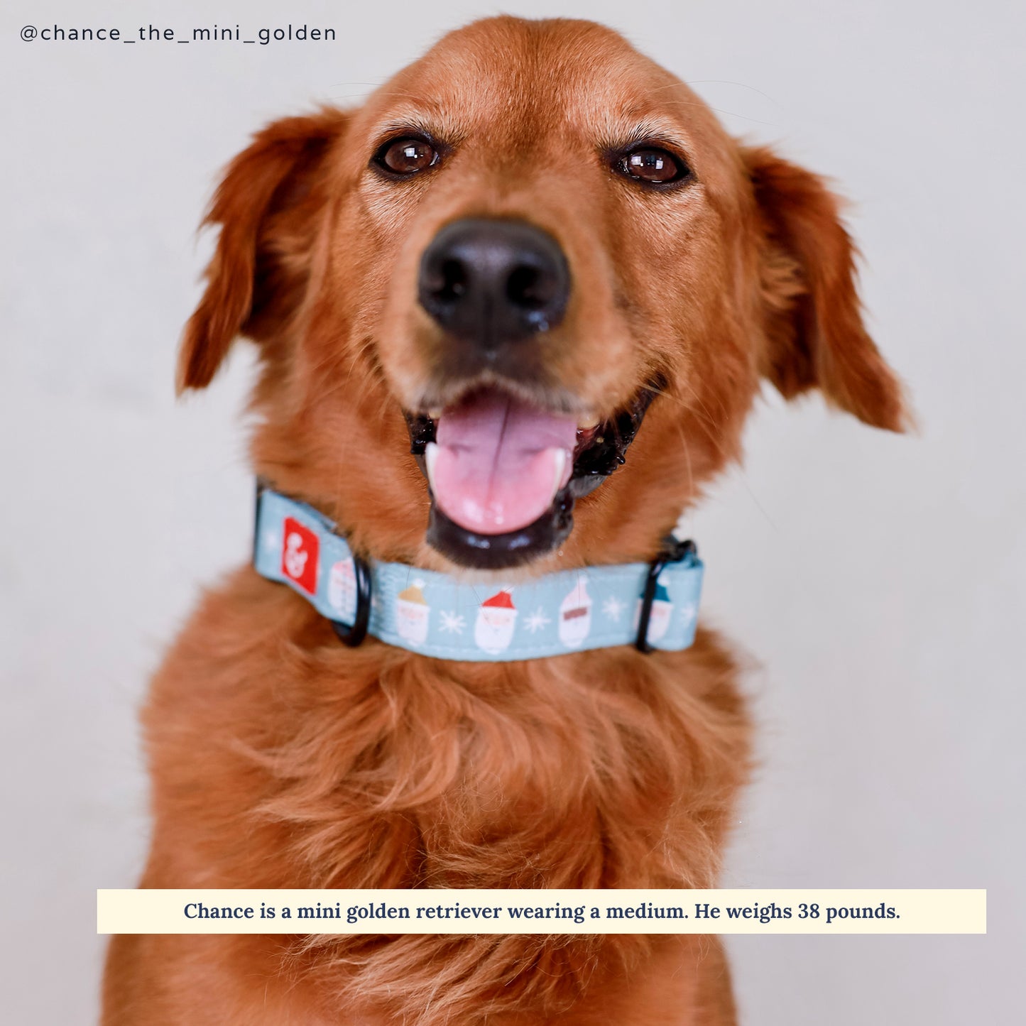 Limited Edition! The Merry & Bright Collar