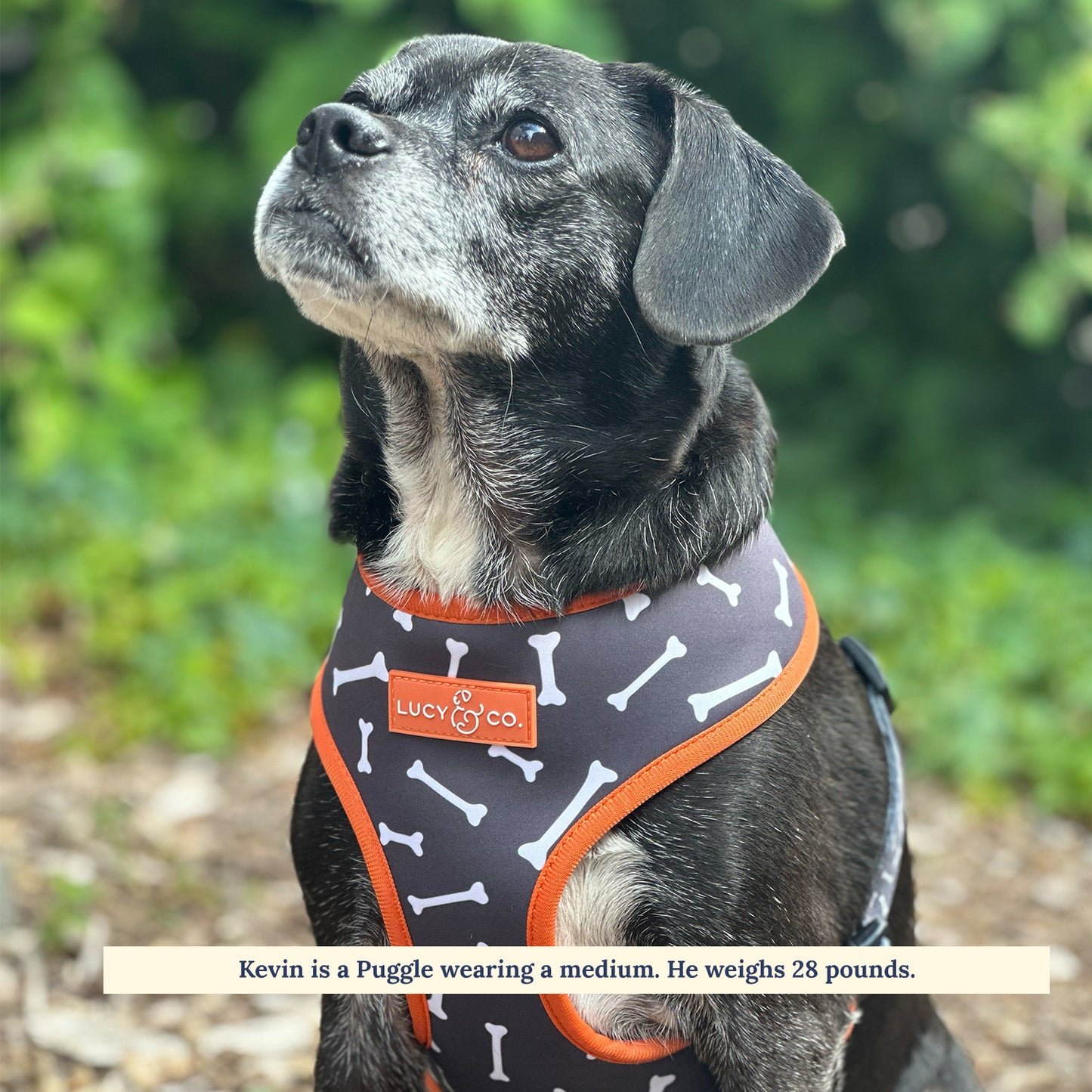 The Boo Thang Reversible Harness