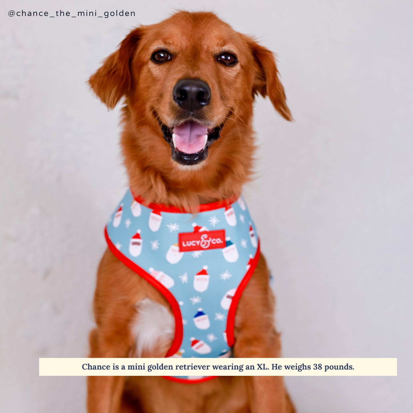 Limited Edition! The Merry & Bright Reversible Harness