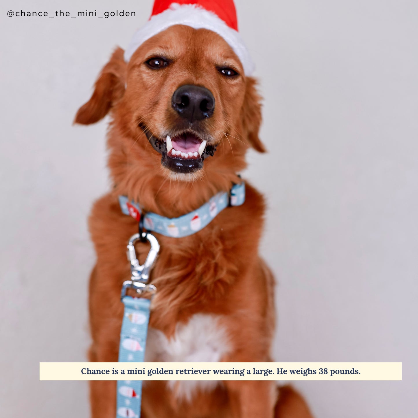 Limited Edition! The Merry & Bright Leash