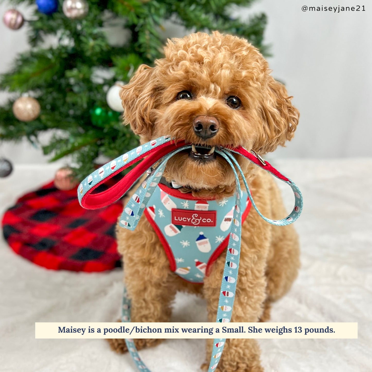 Limited Edition! The Merry & Bright Leash