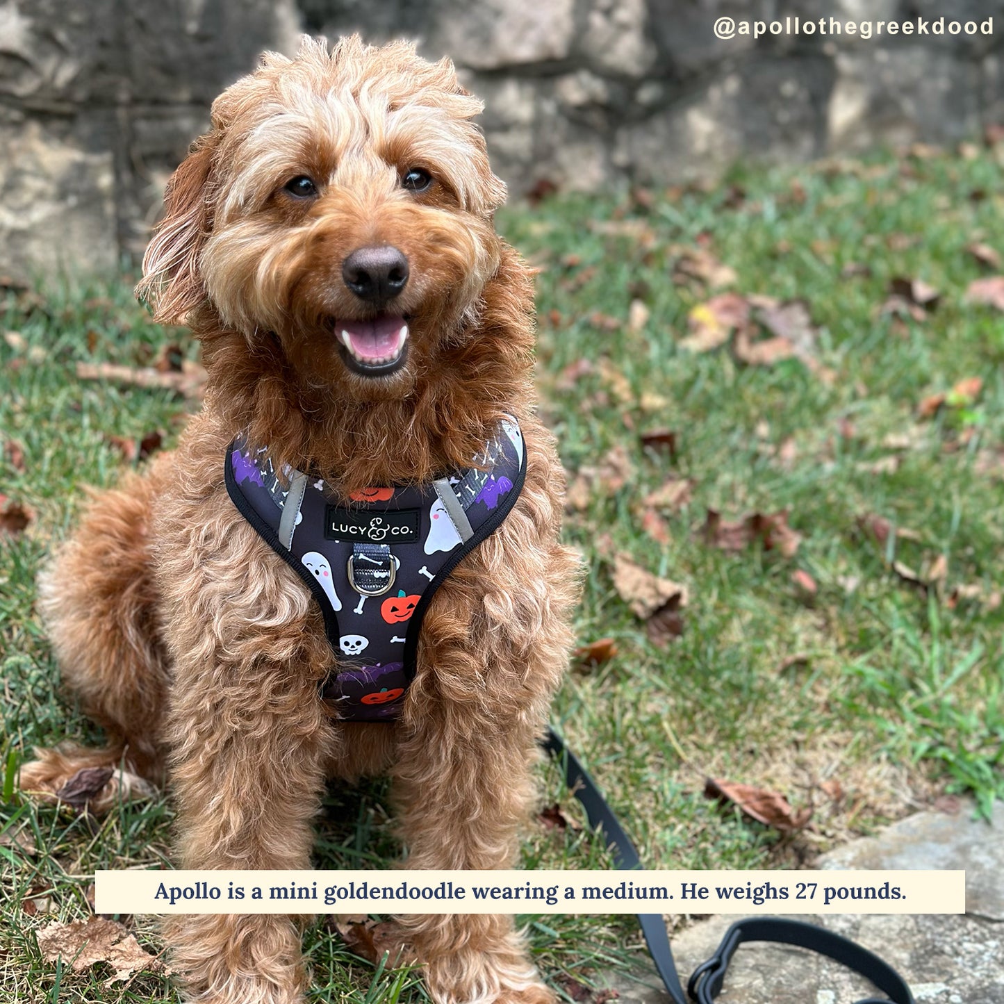 The Midnight Fright No-Pull Harness