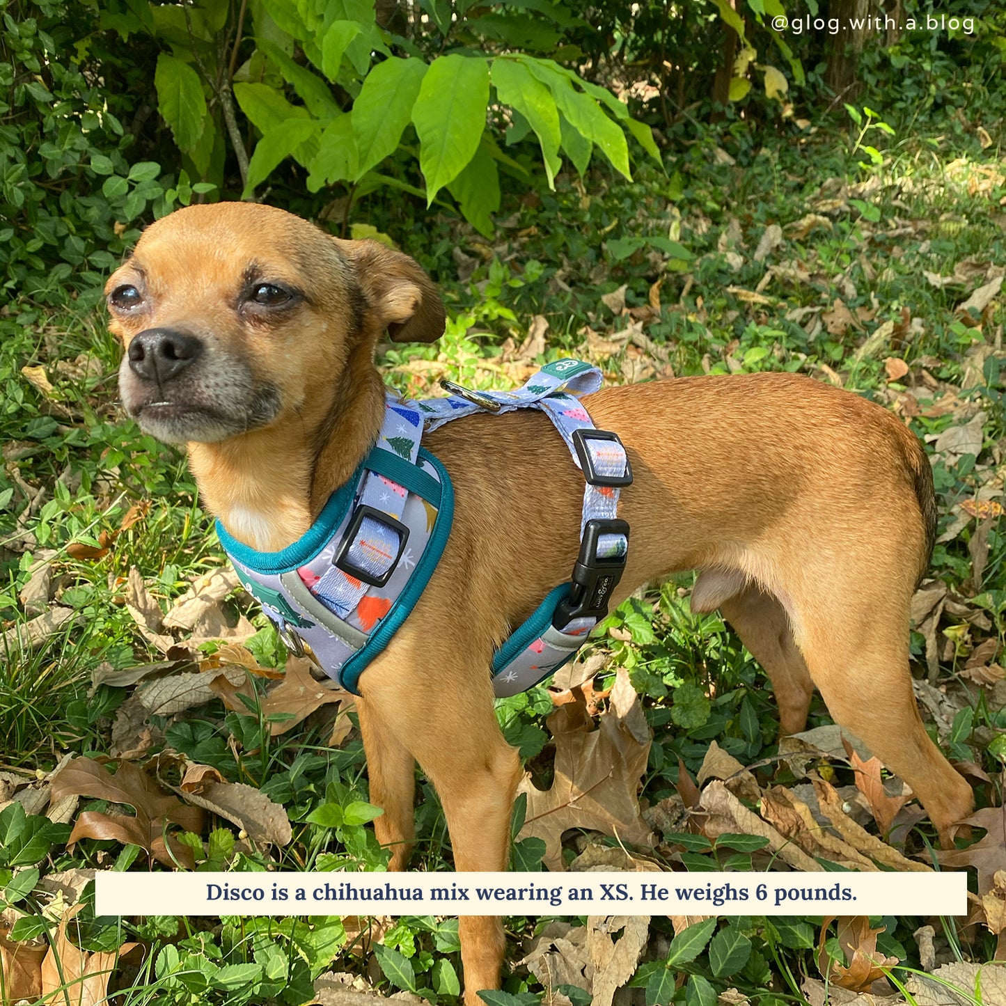 Limited Edition! The Tree-mendous No-Pull Harness