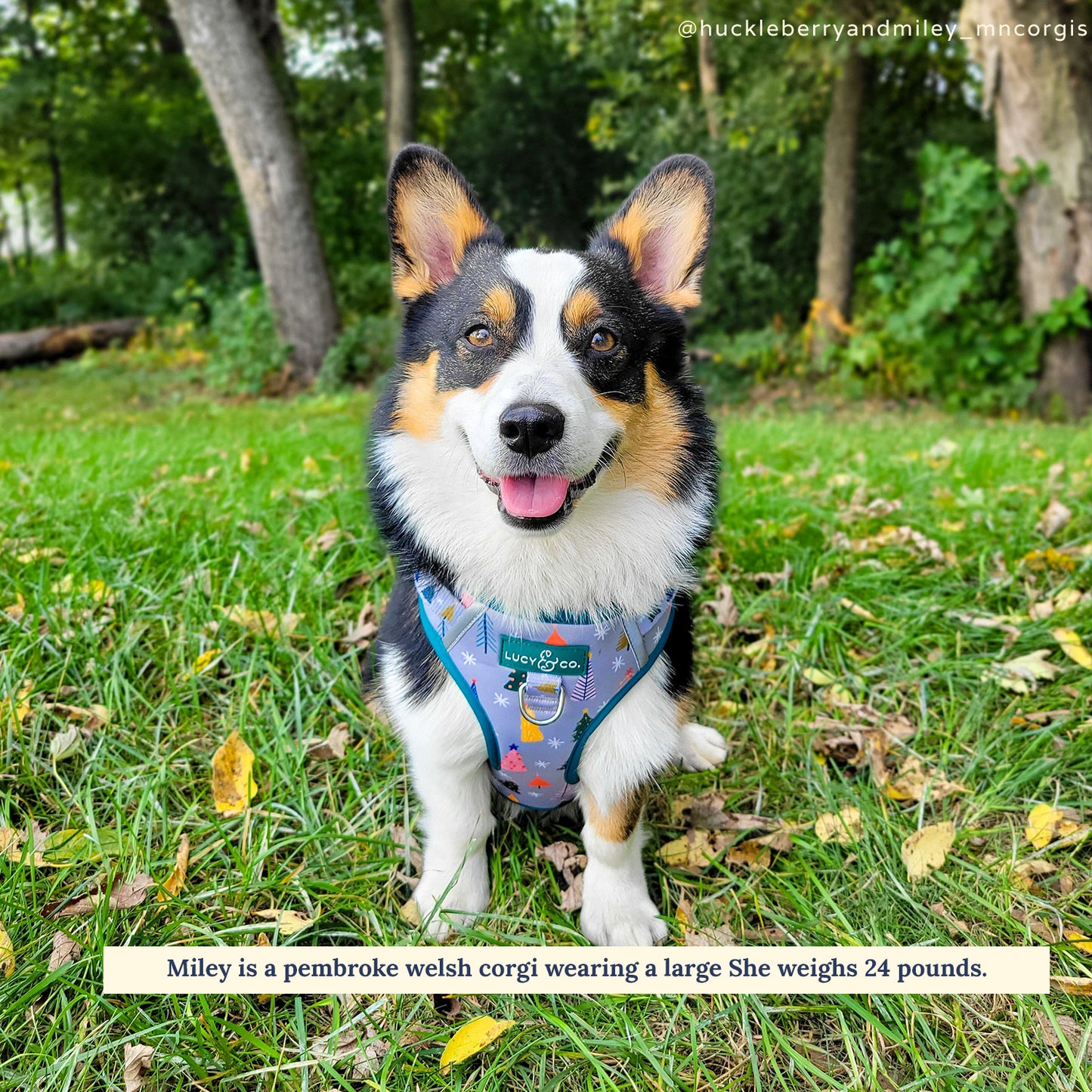 Limited Edition! The Tree-mendous No-Pull Harness