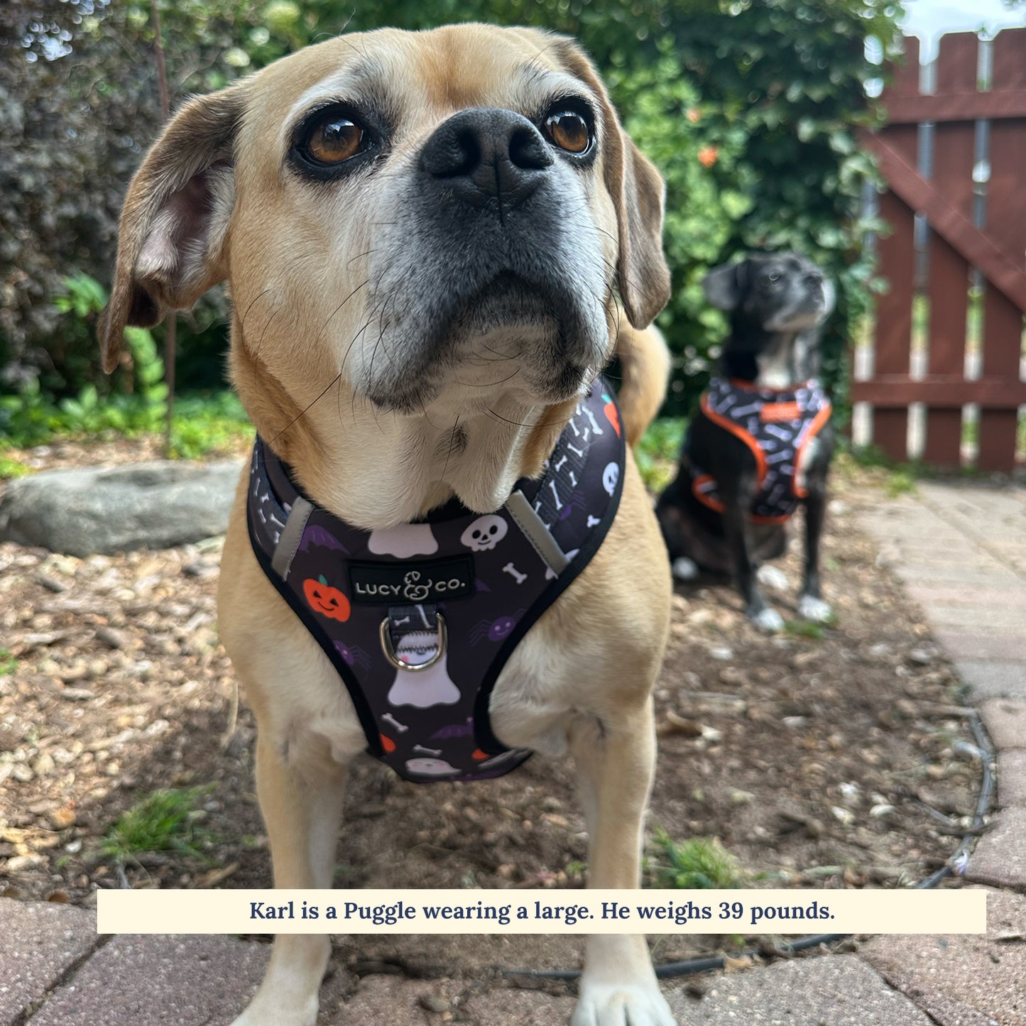 The Midnight Fright No-Pull Harness