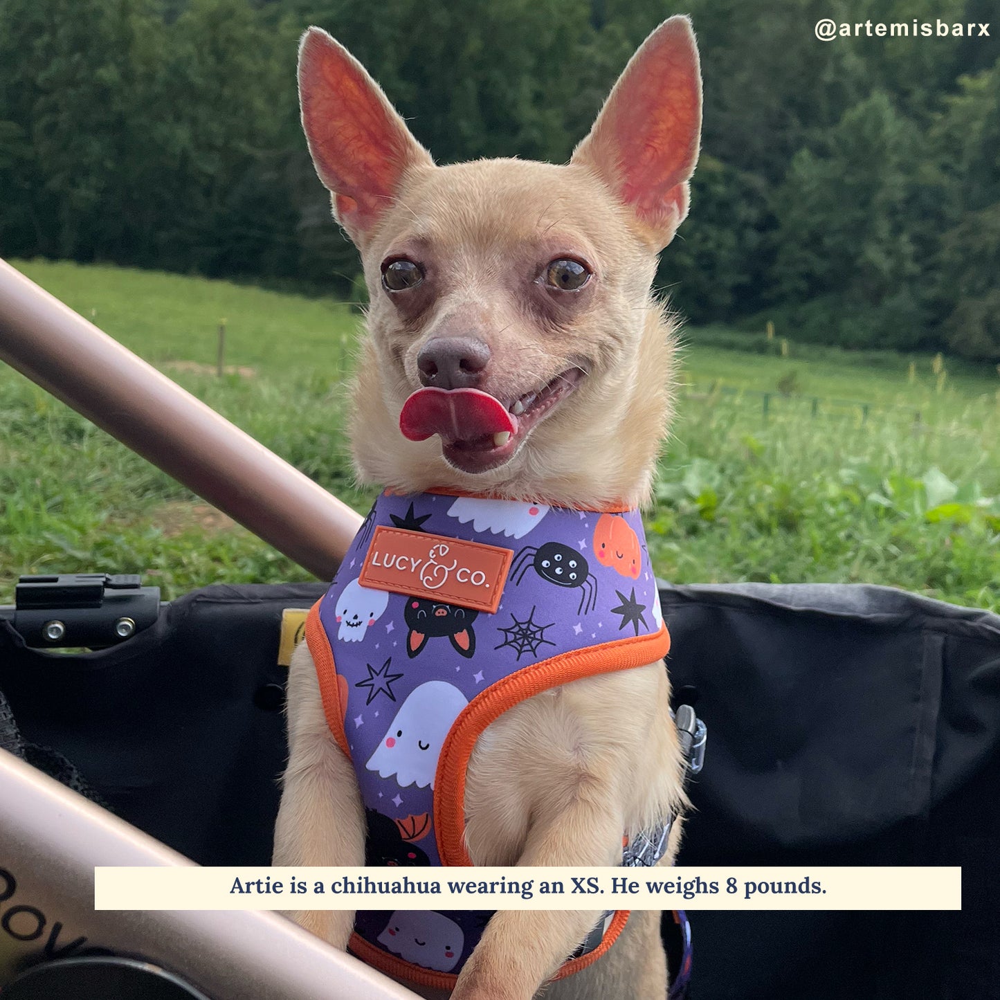 The Boo Thang Reversible Harness