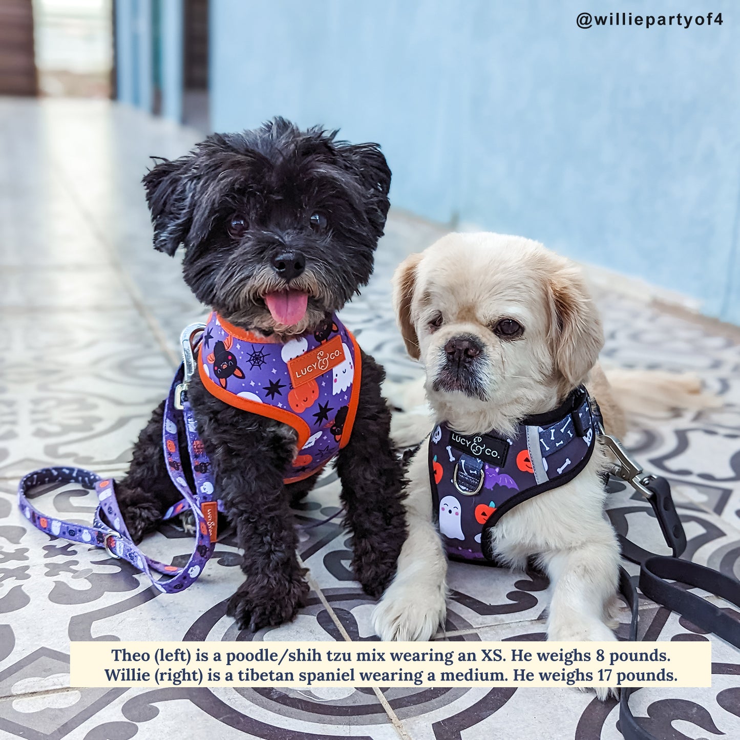 The Boo Thang Reversible Harness