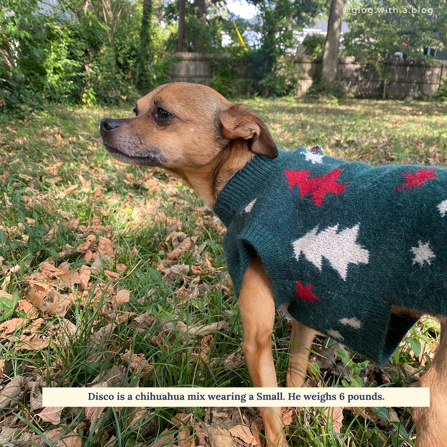 Limited Edition! The Joy to the World Sweater