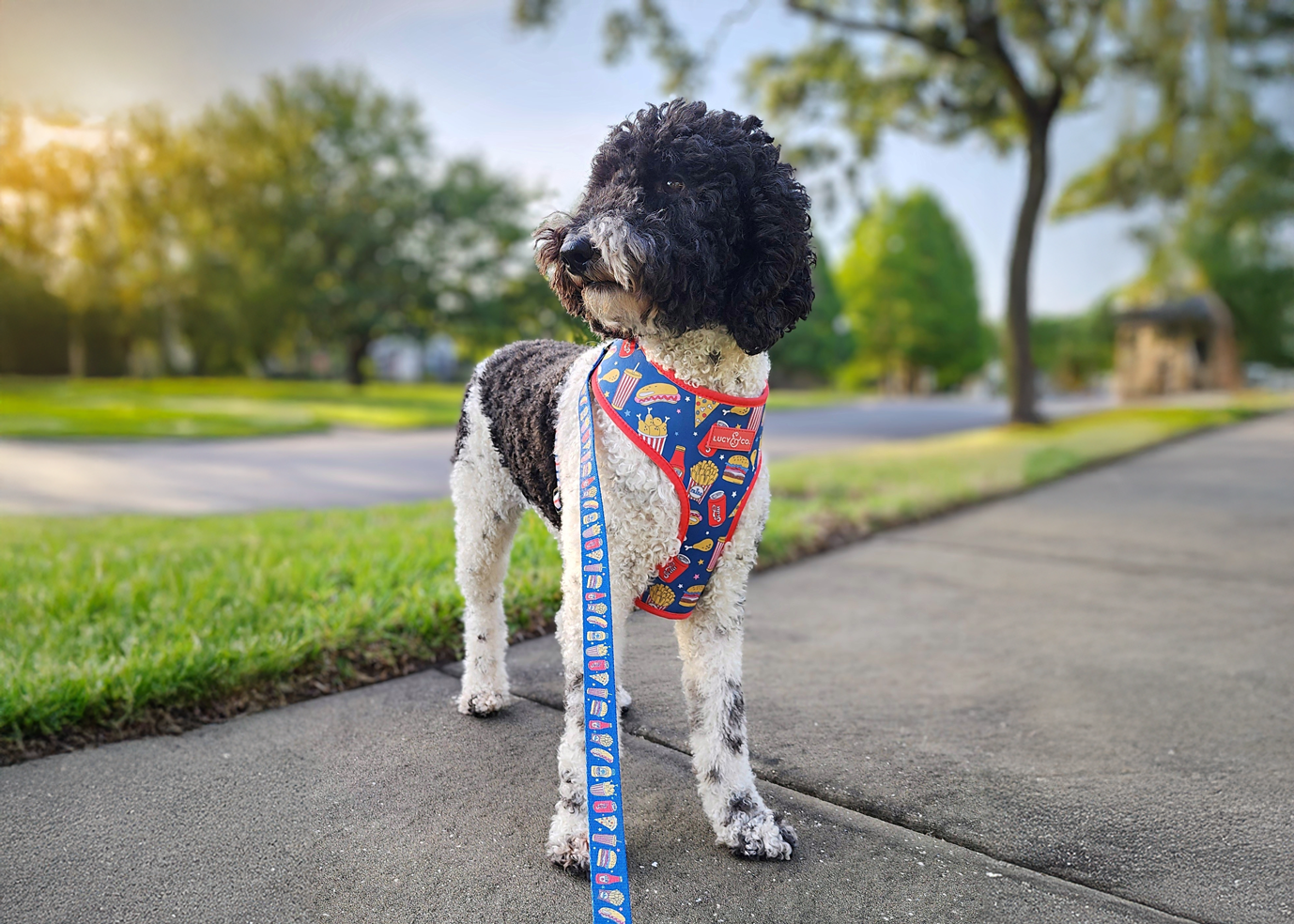 Cute Poodle Wearing Fast Food Harness and Leash