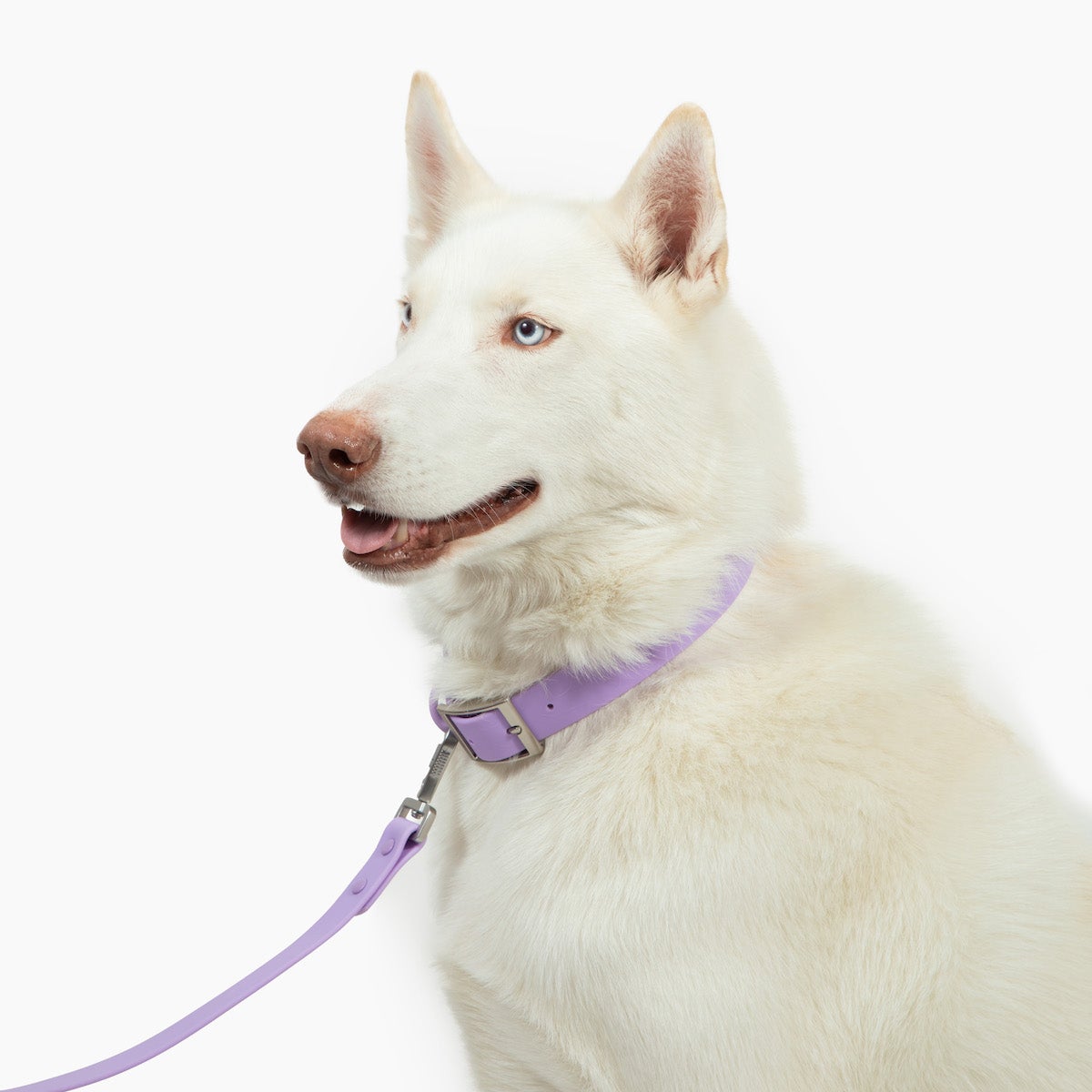 Lilac Waterproof PVC Leash