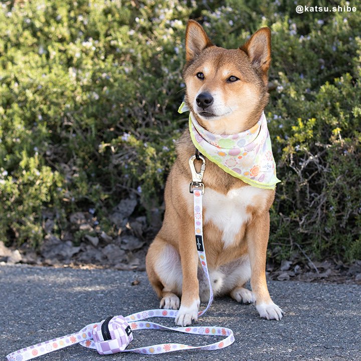 The Checked Out Bandana
