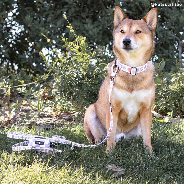The Checked Out Leash