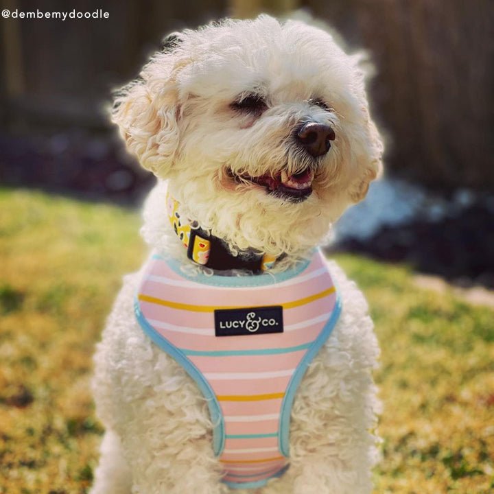 The Little Lamb Collar