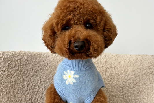 Fun Stimulation Activities to Keep Your Dog Happy at Home