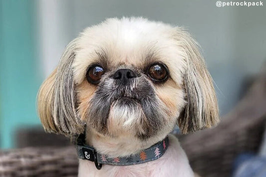 Lucy & Co. Featured in Business Insider's "Best Cute Dog Collars" List!