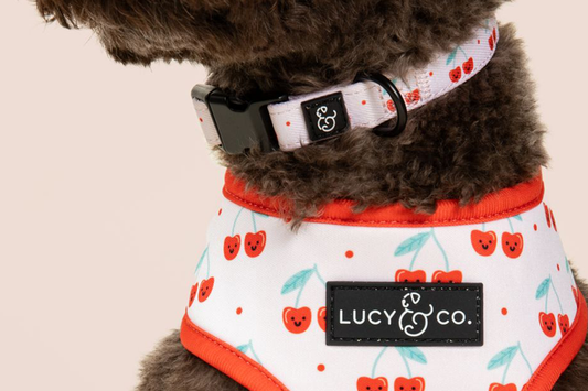 Harness or Collar: Which is better for your dog?