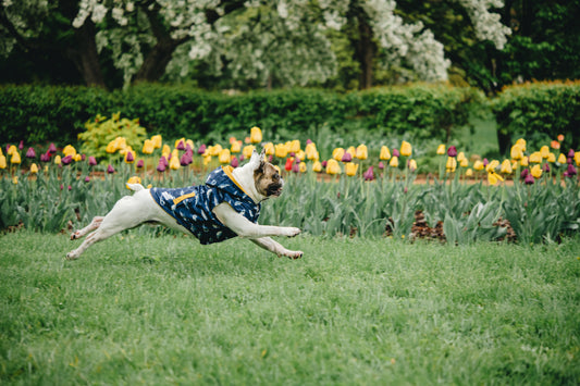 5 Must-Know Tips to Keep Your Pup Happy and Healthy This Spring