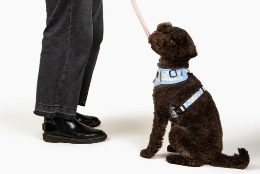 Why Hands-Free Dog Leashes Are a Game-Changer for Dog Parents