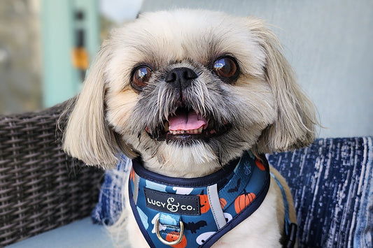 Spooky Snacks for Your Pup: A Halloween-Themed Dog Treat Recipe 🎃🐾