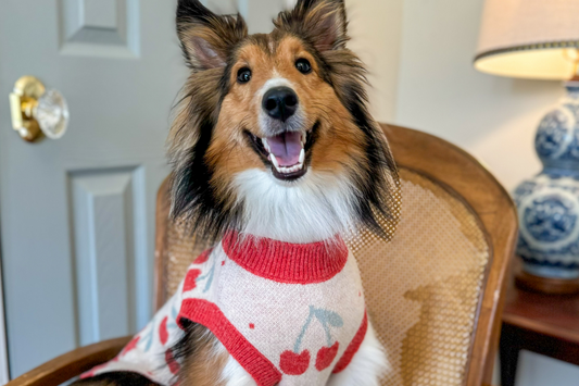 Dog Sweaters - Why Your Pup Should Rock a Sweater This Fall!