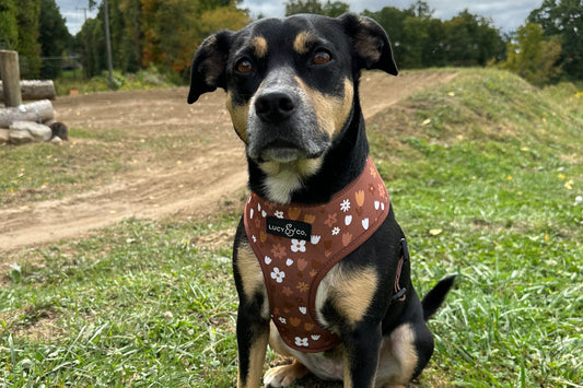 Tips for Camping with Your Dog: A Guide to Tail-Wagging Adventures!