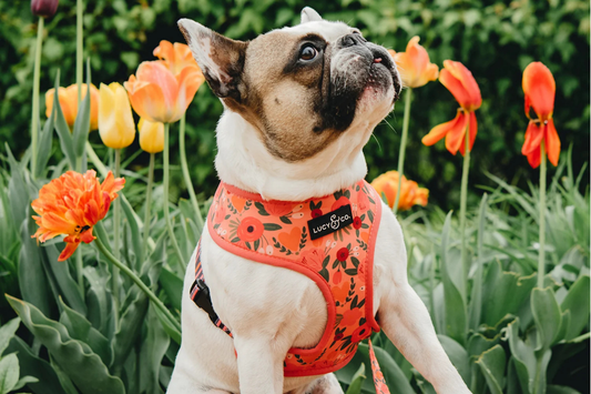 Top 5 Best-Selling Harnesses & What Makes Them Pawsitively Popular