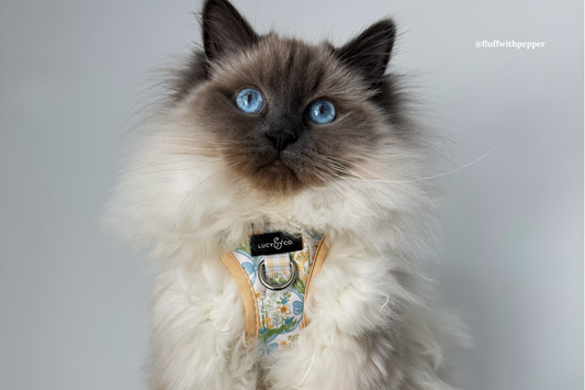 The Safest Way to Travel with Your Cat: Harness + Carrier = The Ultimate Duo