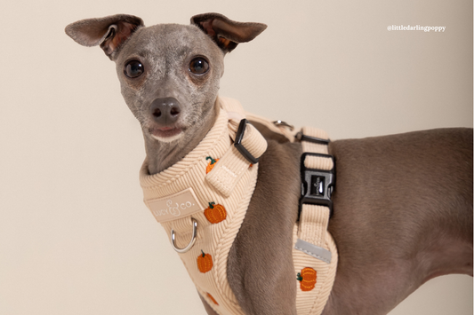 Fall Has Entered the Chat: Meet the New Lucy & Co. Corduroy Collection 🍂🐾