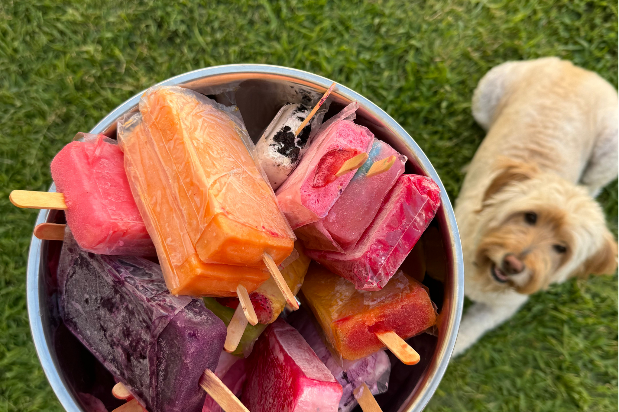 Pawsicles Watermelon & Coconut Pupsicle Recipe – Easy Frozen Dog Treat – Lucy & Co.
