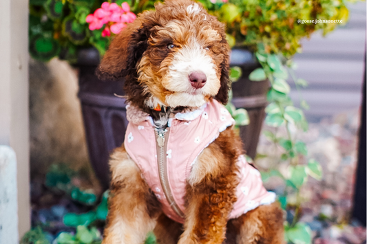 🐾 The Itchy Season Is Here: Why Your Pup Might Be Scratching More (and How to Help!)