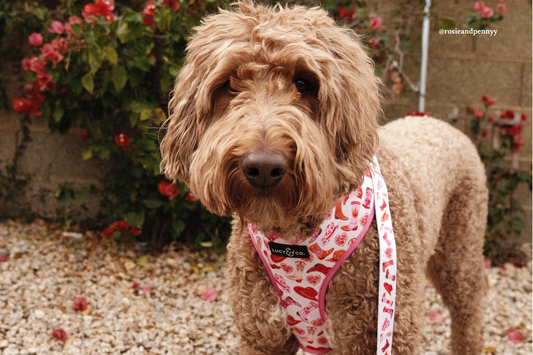 Spring Refresh: When to Replace Your Dog’s Collar, Leash, & Gear